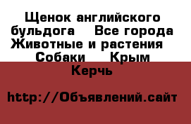 Щенок английского бульдога  - Все города Животные и растения » Собаки   . Крым,Керчь